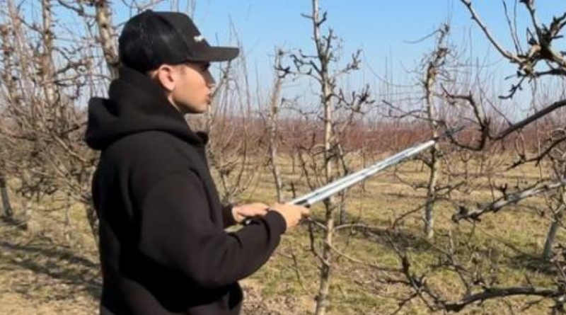 Як правильно обрізати плодові дерева навесні — поради фермера 