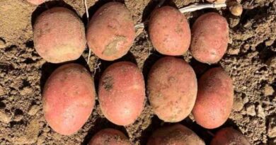 В Україні зареєстрували новий французький сорт картоплі