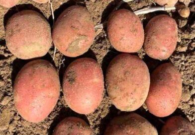 В Україні зареєстрували новий французький сорт картоплі