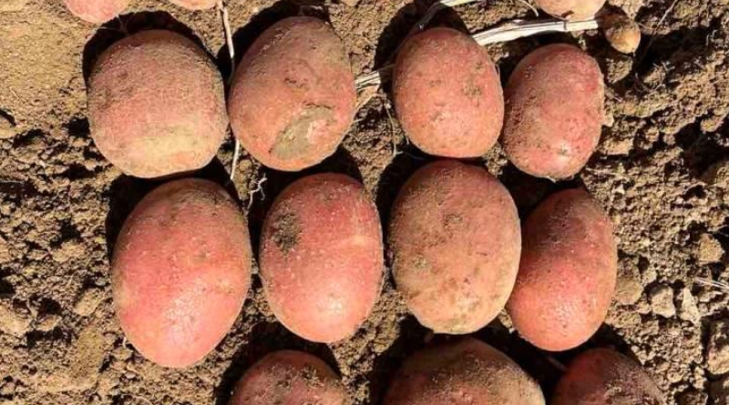 В Україні зареєстрували новий французький сорт картоплі