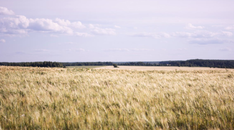 Мінеральні добрива та їх роль в розвитку рослин Мінеральні добрива та їх роль в розвитку рослин