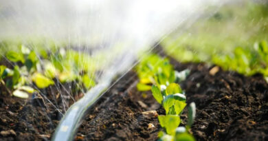 Крапельний полив у теплиці: як підготувати систему до сезону та не втратити врожай