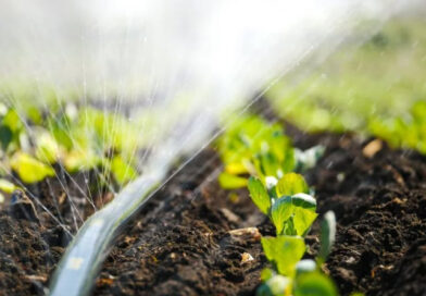 Крапельний полив у теплиці: як підготувати систему до сезону та не втратити врожай