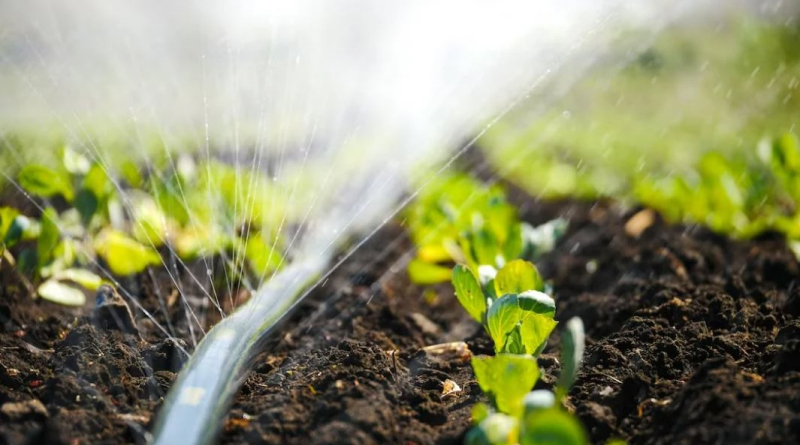 Крапельний полив у теплиці: як підготувати систему до сезону та не втратити врожай