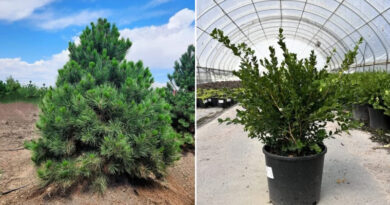 Plant Sourcing, Logistics, and Wholesale Nursery Solutions: What Every Landscaper and Contractor Needs to Know Plant Sourcing, Logistics, and Wholesale Nursery Solutions: What Every Landscaper and Contractor Needs to Know