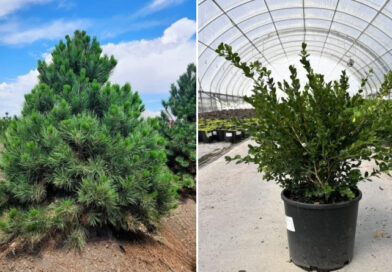 Plant Sourcing, Logistics, and Wholesale Nursery Solutions: What Every Landscaper and Contractor Needs to Know Plant Sourcing, Logistics, and Wholesale Nursery Solutions: What Every Landscaper and Contractor Needs to Know