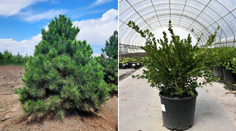 Plant Sourcing, Logistics, and Wholesale Nursery Solutions: What Every Landscaper and Contractor Needs to Know Plant Sourcing, Logistics, and Wholesale Nursery Solutions: What Every Landscaper and Contractor Needs to Know