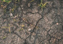 Посуха охоплює дедалі більше регіонів України: найбільші ризики — для кукурудзи, соняшнику та сої Посуха охоплює дедалі більше регіонів України: найбільші ризики — для кукурудзи, соняшнику та сої
