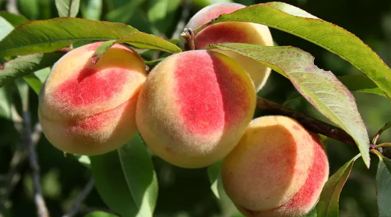 Як виростити солодкий персик із кісточки: простий покроковий спосіб від садівниці