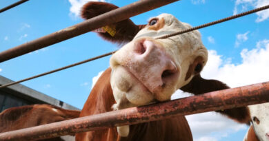 Cattle Equipment Built for Daily Ranch Work