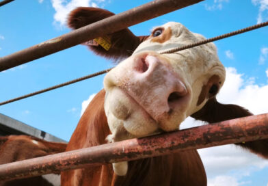 Cattle Equipment Built for Daily Ranch Work