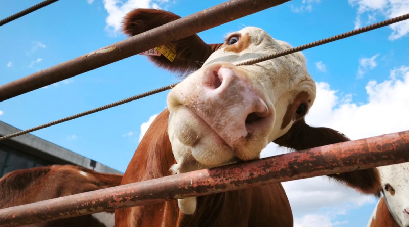 Cattle Equipment Built for Daily Ranch Work